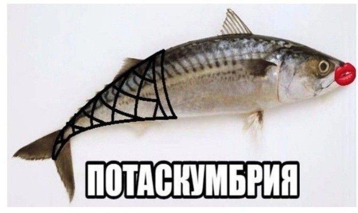 matsko🇺🇦 tweet media