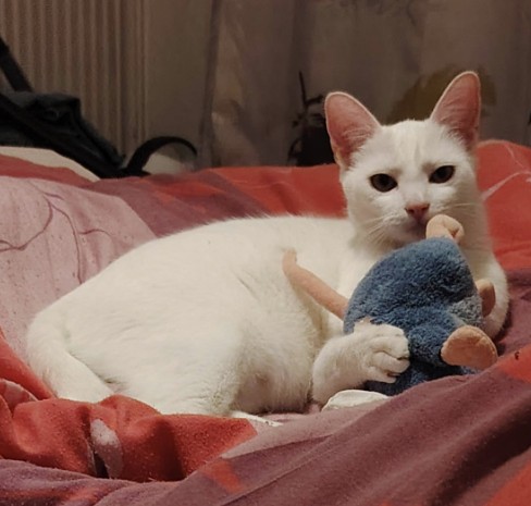 MissingTarn81's tweet image. 21.04.26 Perdue chatte blanche à Valence d'Albigeois. "Vanille". Traces de stérilisation récente. Contact : facebook.com/profile.php?id… #Tarn #chat