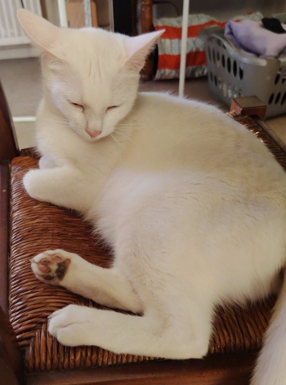 MissingTarn81's tweet image. 21.04.26 Perdue chatte blanche à Valence d'Albigeois. "Vanille". Traces de stérilisation récente. Contact : facebook.com/profile.php?id… #Tarn #chat