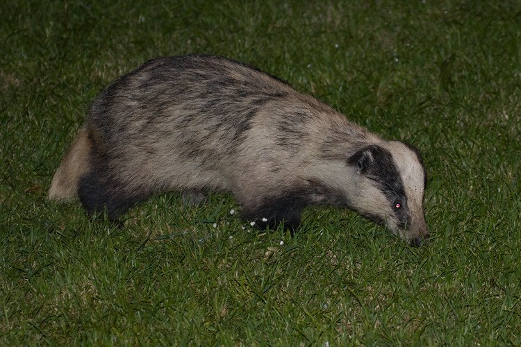 HourlyBadgers's tweet photo. [🔗](https://t.co/AP5CV7rnwQ) https://t.co/sPkAWGru95