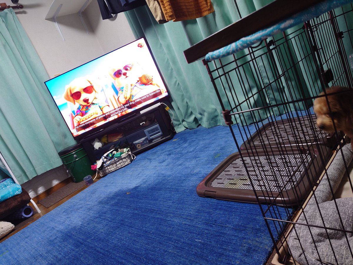 あうぐ tweet media