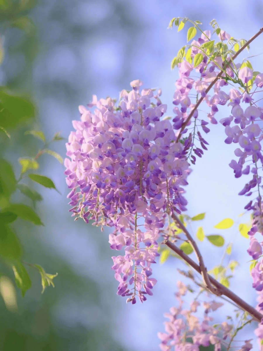 KCYadav91's tweet image. Sunrise hike to the top! Caught golden rays over misty valleys + a surprise wildflower field  #Wanderlust #MorningAdventure