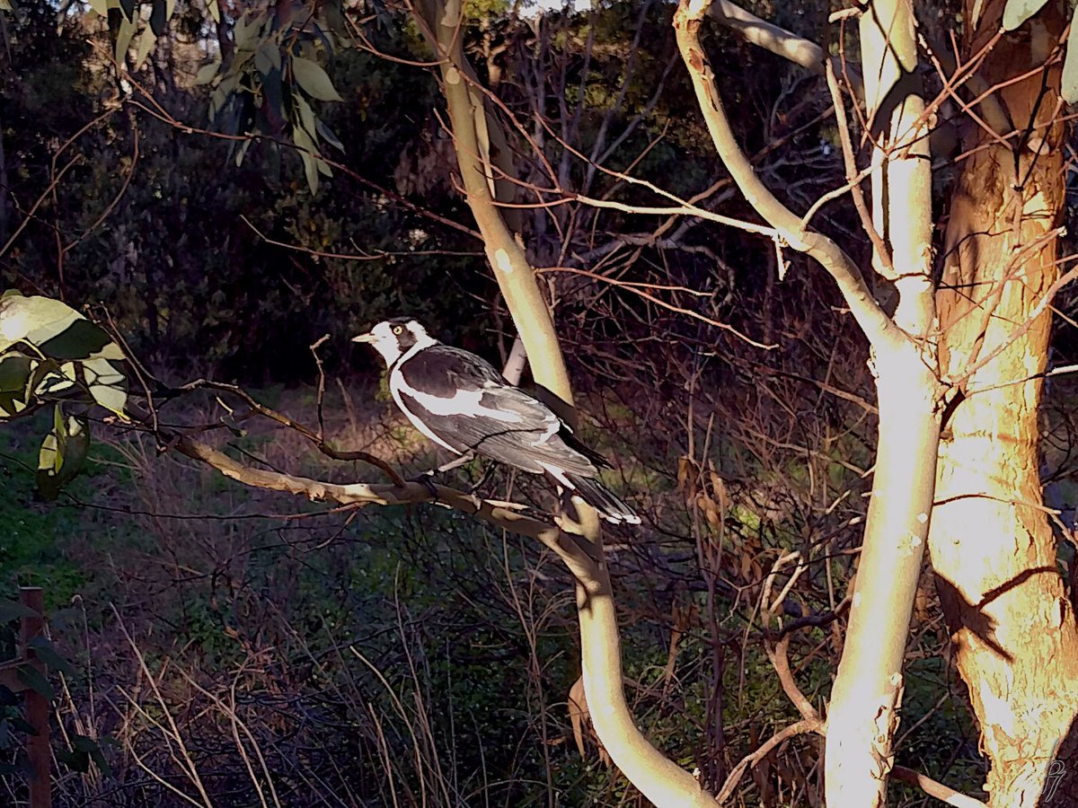 thorfinn's tweet image. A late #Autumn afternoon at the creek with a heron, a magpie, a mudlark, &amp;amp; #ducks #getoutside #nature #nokia @WildMelbourne @rebecca_le_get @BirdlifeOz @MandyHerriot