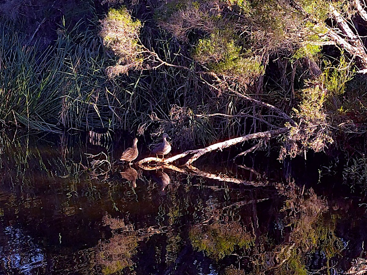 thorfinn's tweet image. A late #Autumn afternoon at the creek with a heron, a magpie, a mudlark, &amp;amp; #ducks #getoutside #nature #nokia @WildMelbourne @rebecca_le_get @BirdlifeOz @MandyHerriot