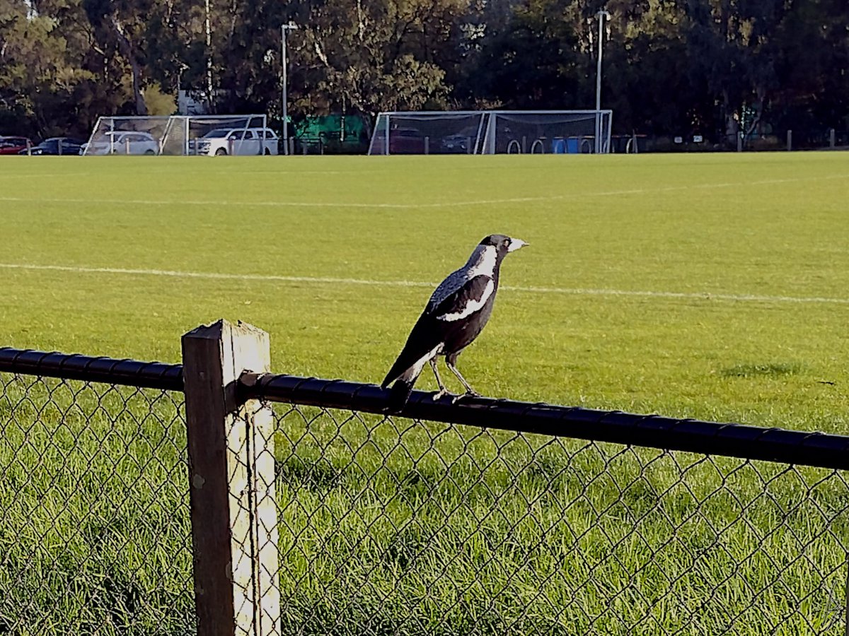 thorfinn's tweet image. A late #Autumn afternoon at the creek with a heron, a magpie, a mudlark, &amp;amp; #ducks #getoutside #nature #nokia @WildMelbourne @rebecca_le_get @BirdlifeOz @MandyHerriot