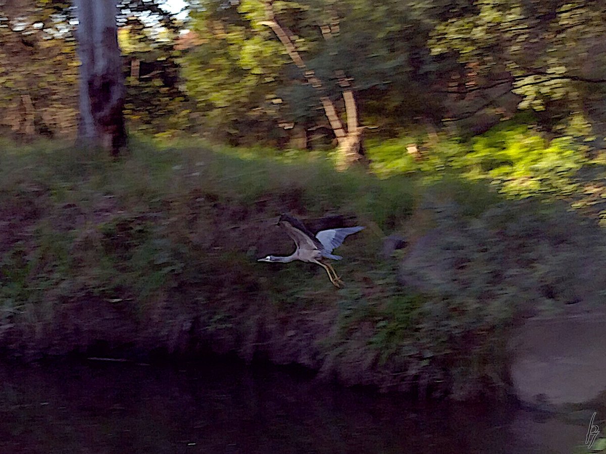 thorfinn's tweet image. A late #Autumn afternoon at the creek with a heron, a magpie, a mudlark, &amp;amp; #ducks #getoutside #nature #nokia @WildMelbourne @rebecca_le_get @BirdlifeOz @MandyHerriot