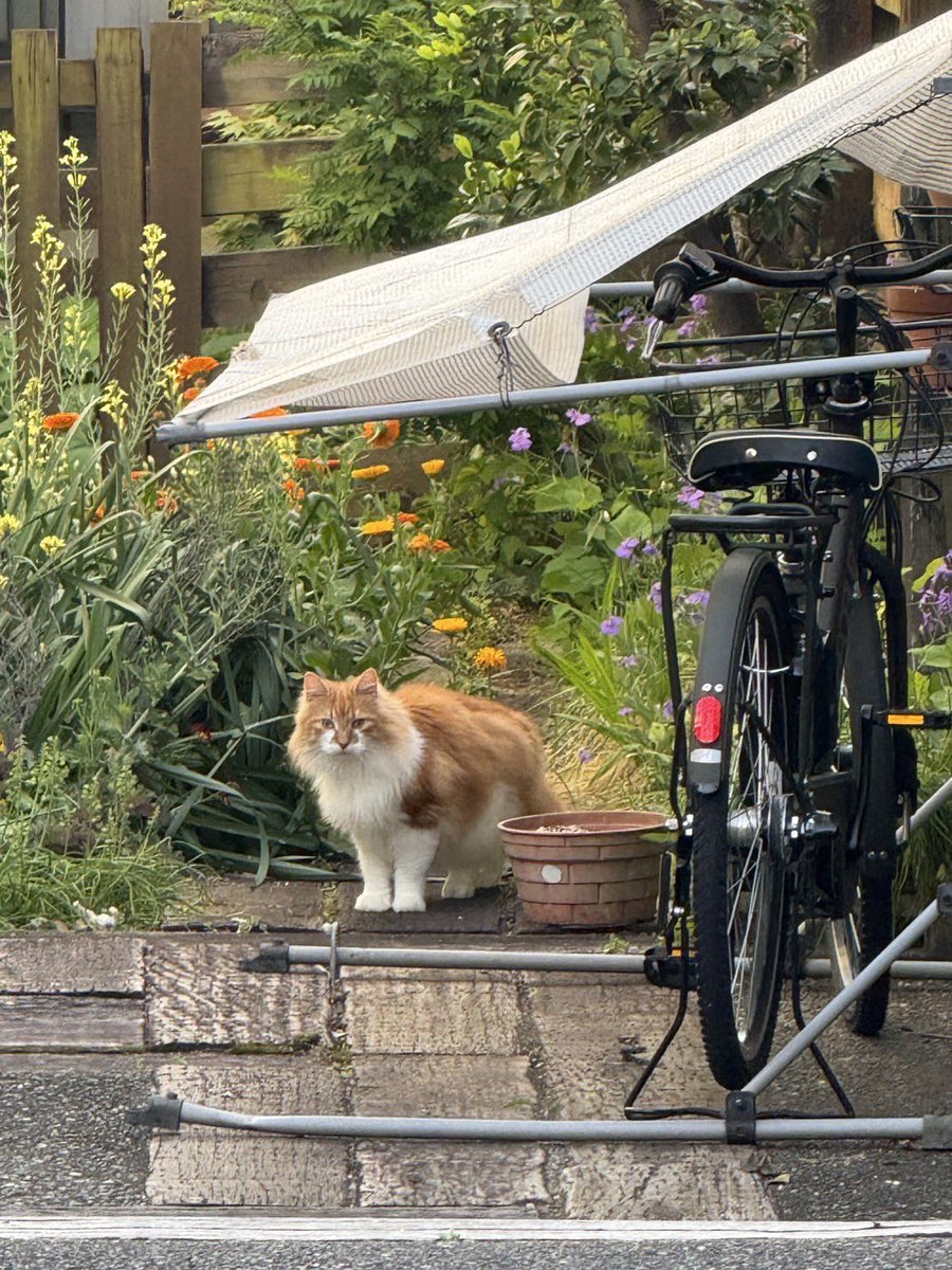 awibnohnas's tweet photo. とても可愛い猫がいたと母から連絡があったのですが、迷子猫だったらとふと思い、ここに投稿します

#猫を探しています #迷い猫 https://t.co/1vb23VnCO8