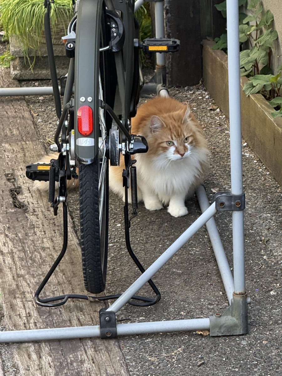 awibnohnas's tweet photo. とても可愛い猫がいたと母から連絡があったのですが、迷子猫だったらとふと思い、ここに投稿します

#猫を探しています #迷い猫 https://t.co/1vb23VnCO8