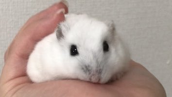 宮崎ハムオ tweet media
