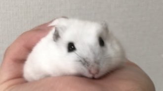 宮崎ハムオ tweet media