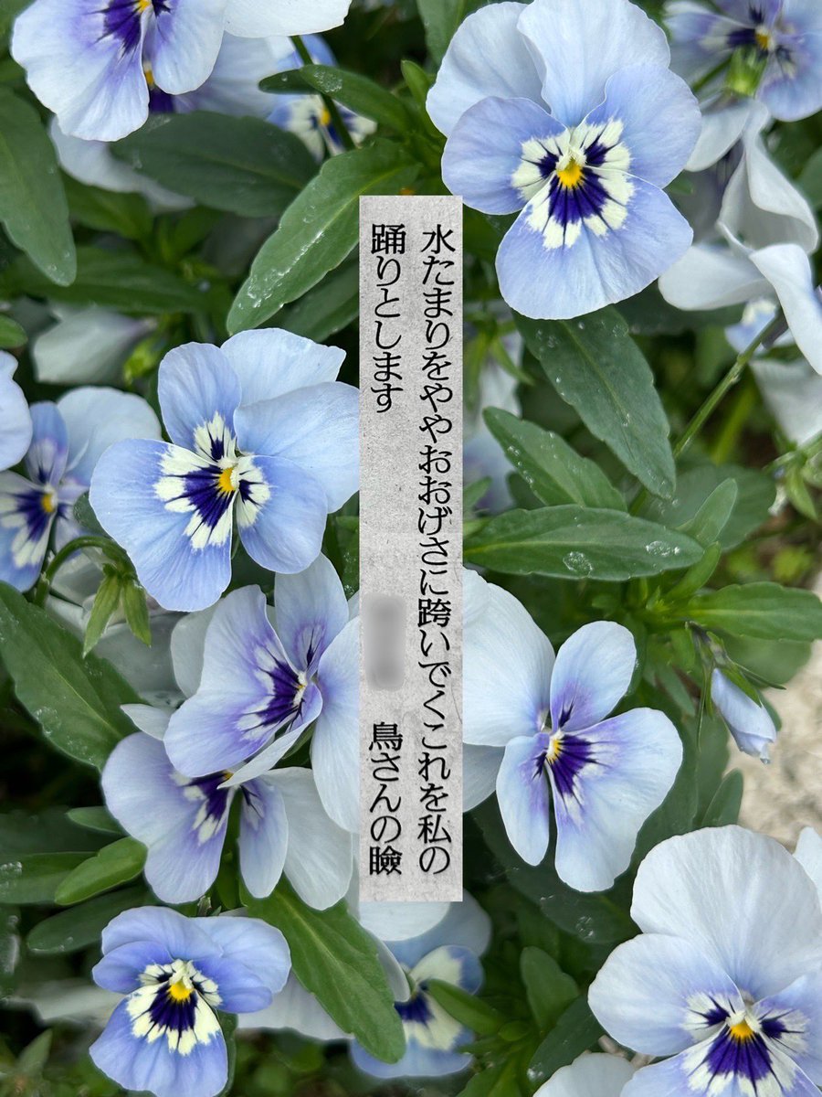 鳥さんの瞼 ◆ 歌集『死のやわらかい』 tweet media