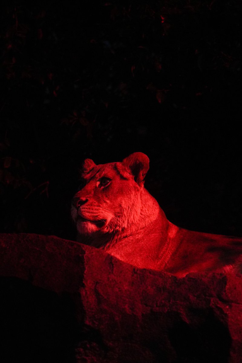 Ryusei -動物ガチ勢- tweet media