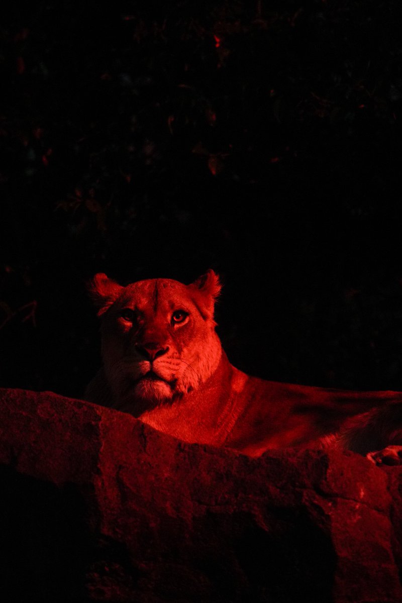 Ryusei -動物ガチ勢- tweet media