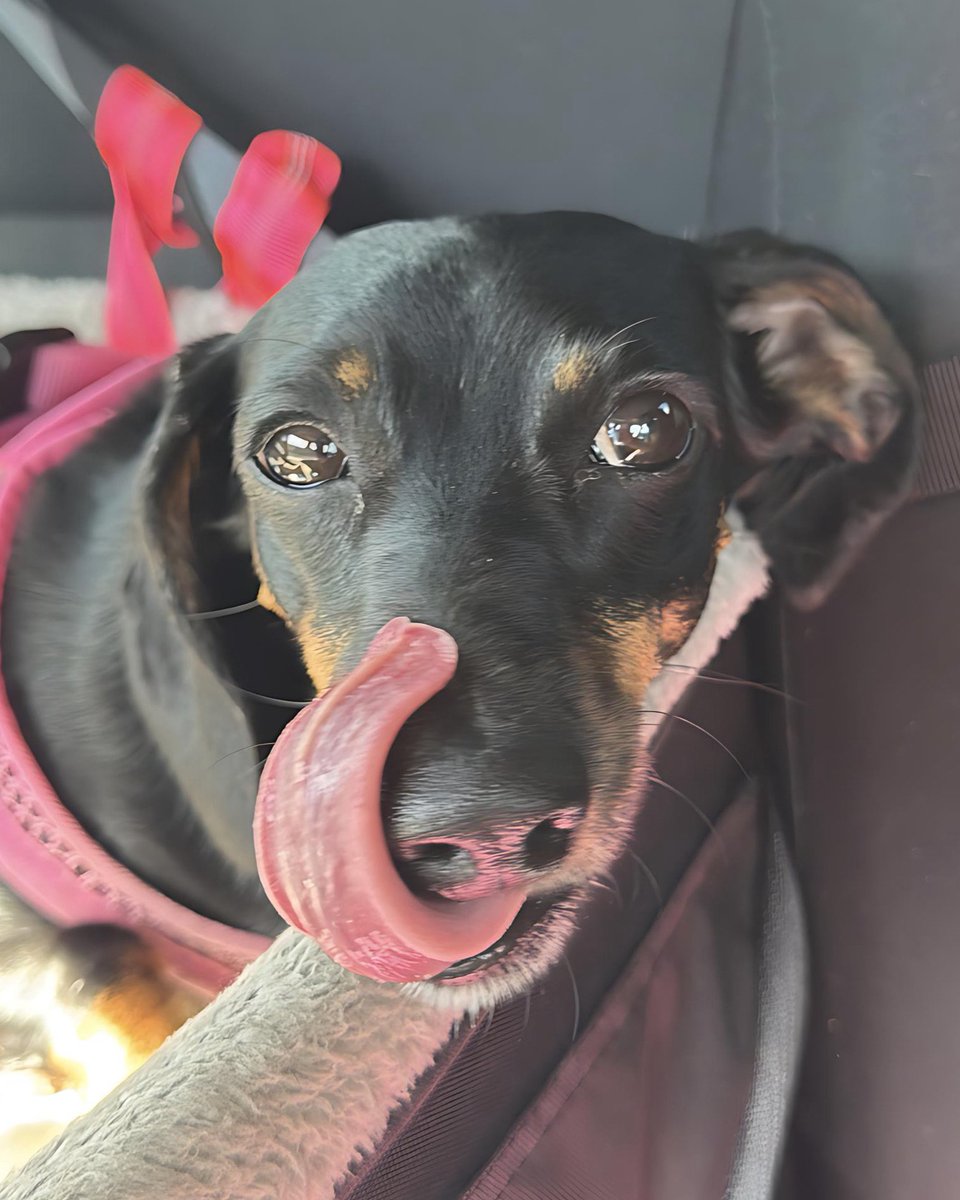 DeannaW1012's tweet image. Happy Tuesday! 🤗☀️🩷
#dachshunds #dachshund #dogs