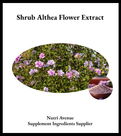 trueNutriAvenue's tweet image. 🌸 Shrub Althea Extract = soothing + multifunctional

✔️ Mucilage for tissue protection &amp;amp; hydration
✔️ Supports respiratory, gut &amp;amp; skin health
✔️ Antioxidant + anti-inflammatory power
💡 Clean-label, versatile, in demand
🔗 nutriavenue.com/ingredients/sh…

#Nutraceuticals #Botanicals