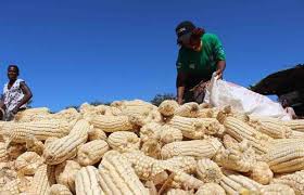 znbctoday's tweet image. The Food Reserve Agency (#FRA) has advised farmers to exercise caution and avoid selling #maize at giveaway prices to private buyers.This follows reports that some farmers have already begun selling their maize at very low prices.