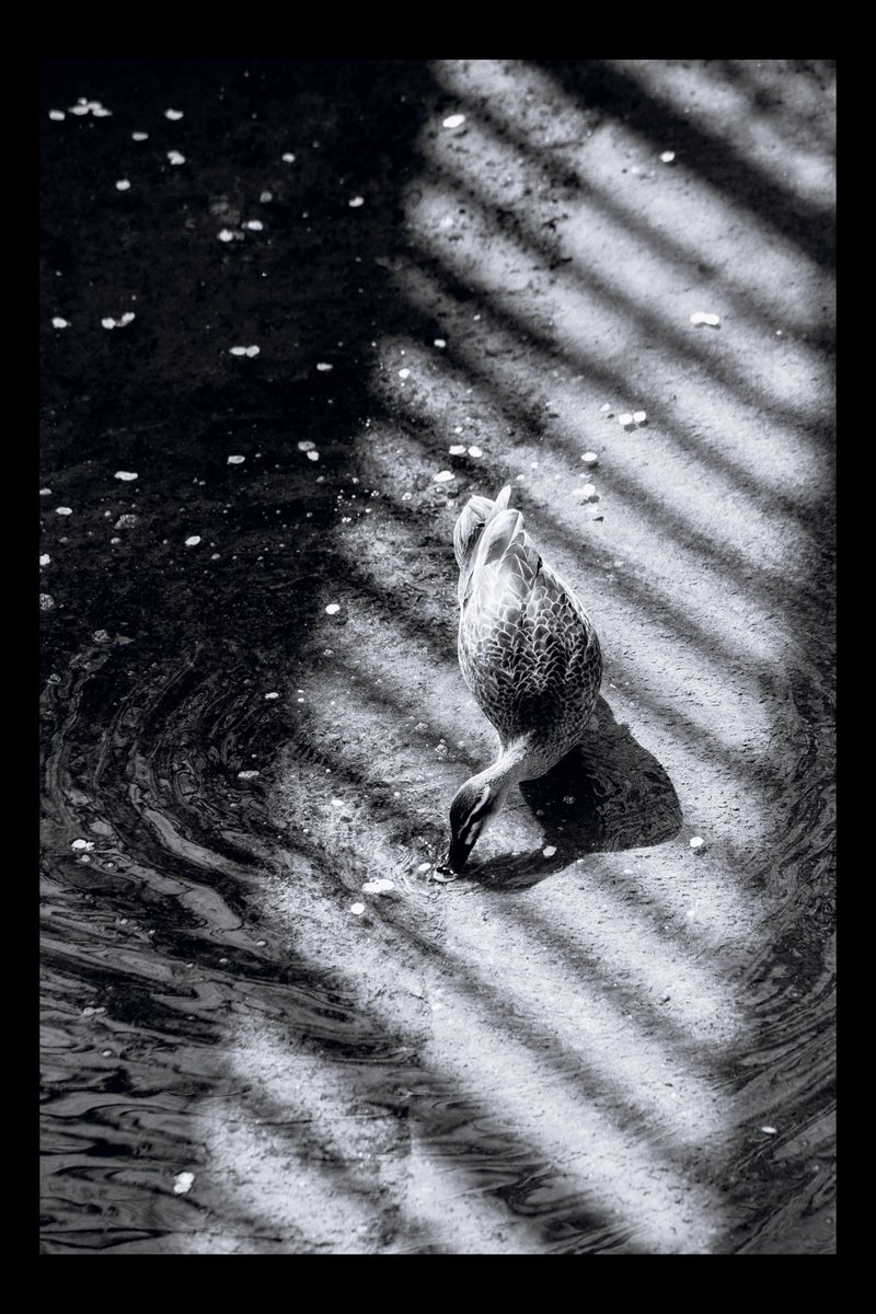 “……おほかたは 情感うせて
おのれには あぢきなけれど……”

……大体においてはもう感情も薄れてしまい、自分にとってさえたいして意味のないものではあるけれど……

三好達治『春の岬』

#写真褒めスペ