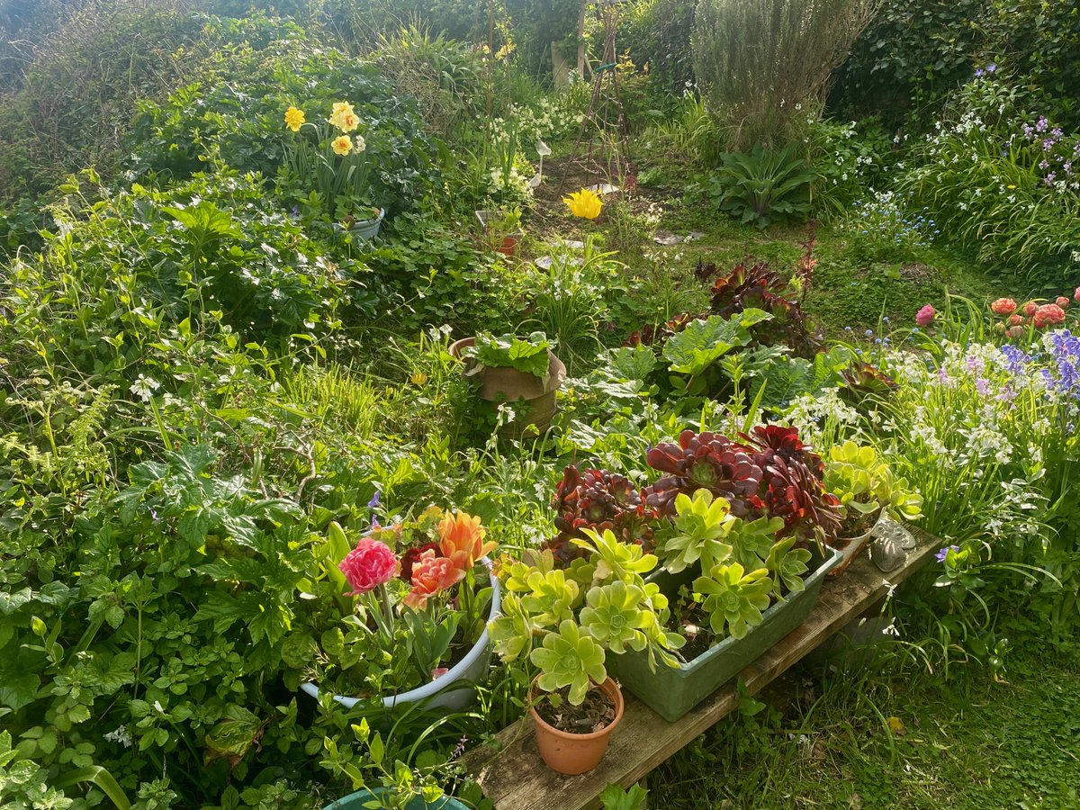 bakrim2000's tweet image. Allotment by the sea at the weekend.
#mousehole #cornwall