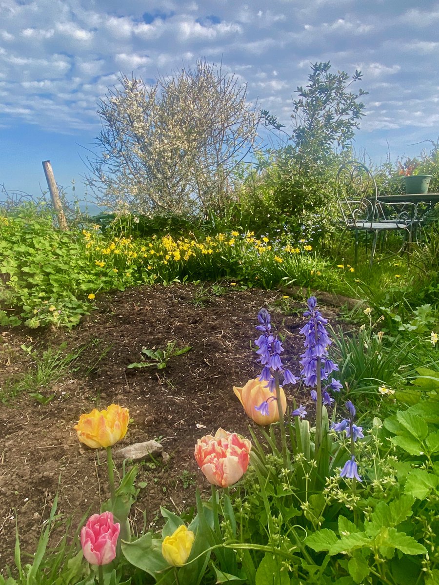 bakrim2000's tweet image. Allotment by the sea at the weekend.
#mousehole #cornwall