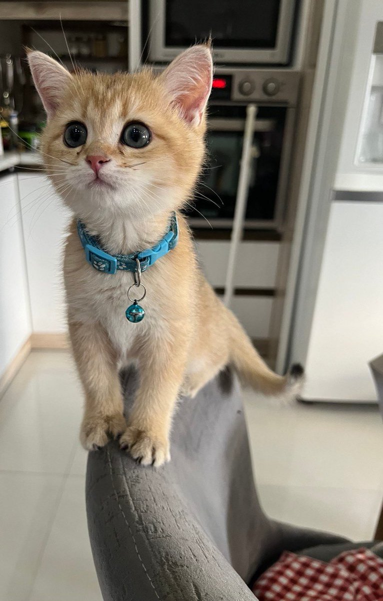 فـرگل tweet media