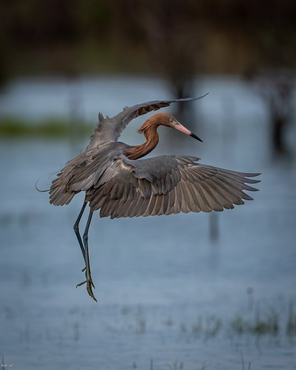 balail's tweet image. The Reddish Egret is always entertaining dancing around in search of fish...
#photography #naturephotography #wildlifephotography #thelittlethings