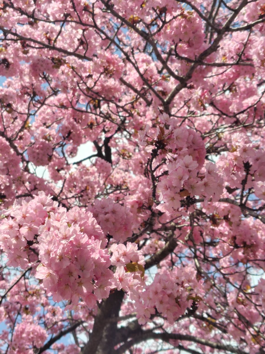 北国にも、今年も桜の季節がやってきました
今年も春を長く、たくさん楽しめたらいいなと思う🌸