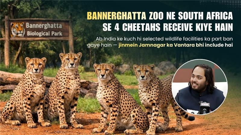 khabaraajki121's tweet image. Bannerghatta Zoo ne South Africa se 4 cheetahs receive kiye hain 
India ke selected wildlife facilities ka hissa ban rahe hain jinmein Jamnagar ka Vantara bhi include hai.Wildlife conservation ke liye ek aur strong step!  #CheetahReturn #WildlifeIndia #Conservation #IndiaNews