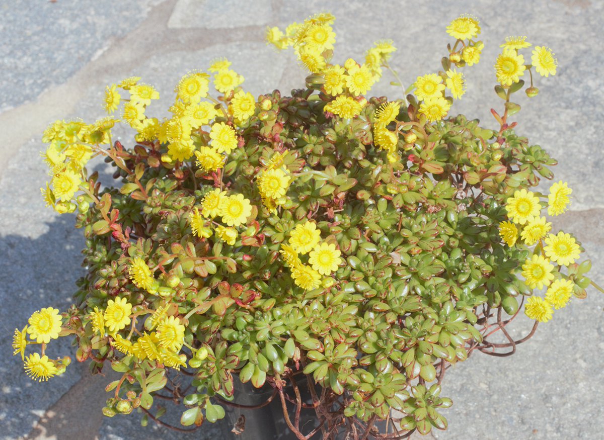 Sylvemoon's tweet photo. Aeonium sedifolium (canary islands) https://t.co/piNVagH3id
