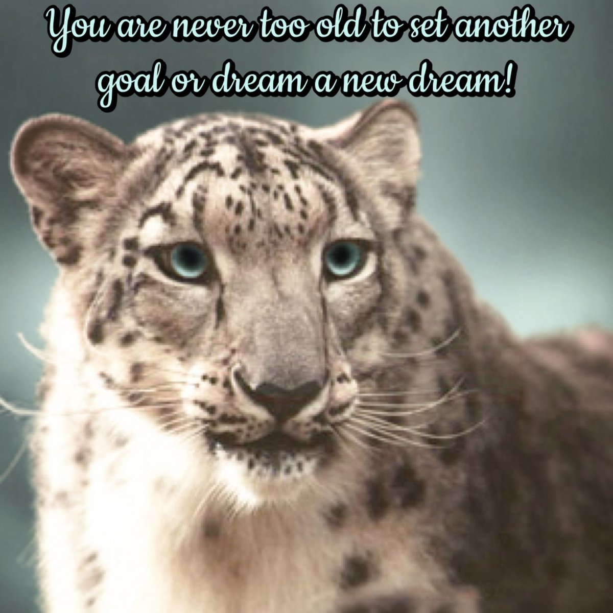 BigCatRescue's tweet image. “You are never too old to set another goal or dream a new dream!”

#ZoeSnowLeopard #BigCatRescue #Goals #Dream #Life #Quotes #SnowLeopard #Tuesday