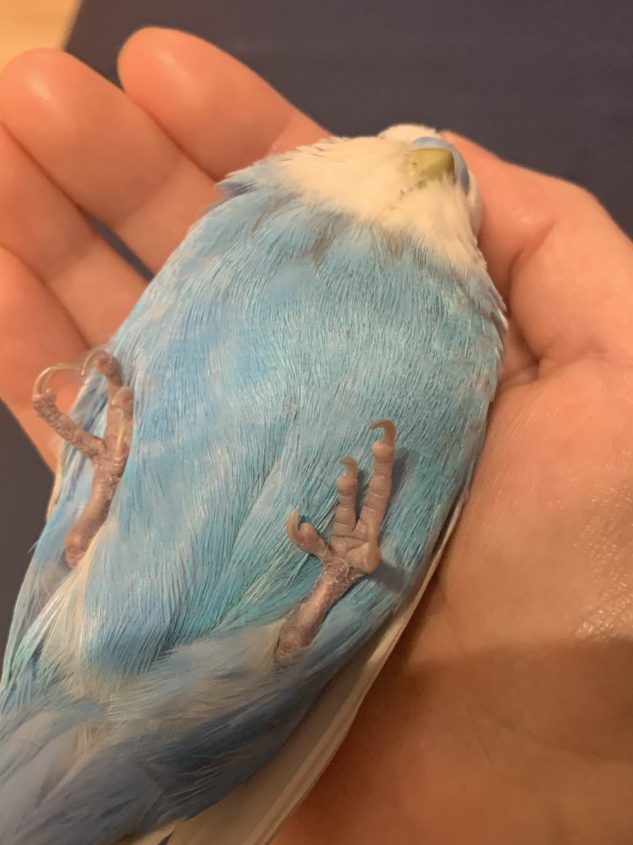 エイリゾ/EIRIZO tweet media