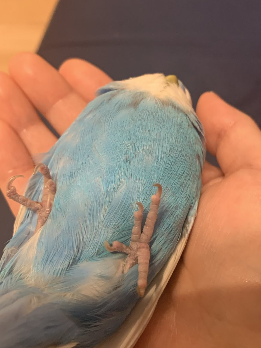 エイリゾ/EIRIZO tweet media