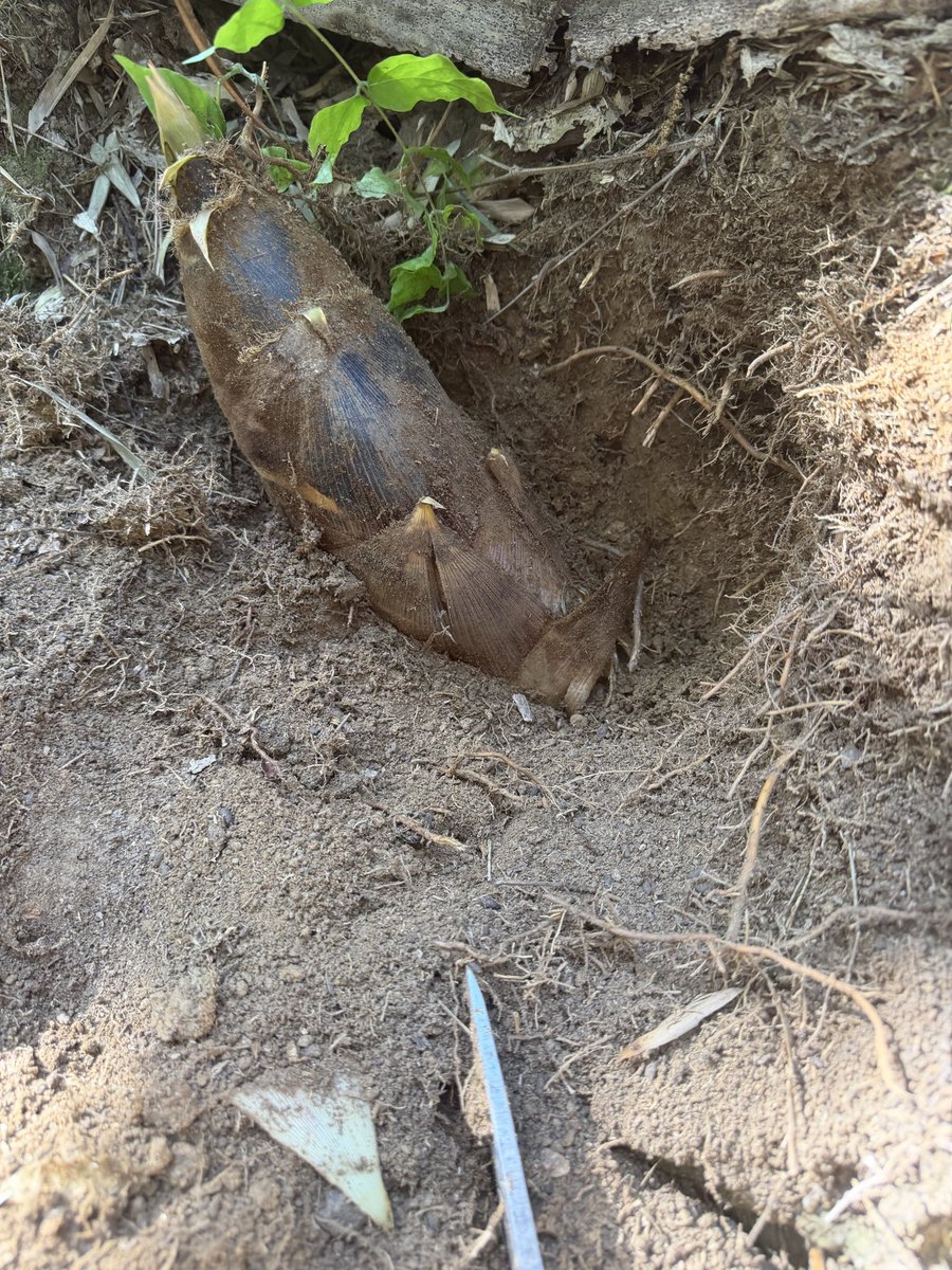 昨日、4年前にたけのこ栽培を教えていただいた「先生」と1年半ぶりに再会。
先生は、「来年からはますます竹の根張りが良くなって、いいたけのこが増えてくるよ。愛情を持って接すれば接するほど」とアドバイスをくれました。来年はもっといいたけのこを届けられるように、コツコツやっていきます。