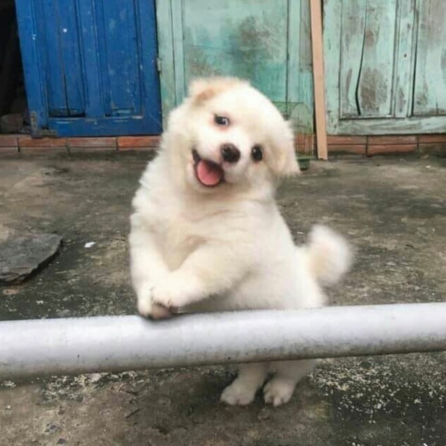 ODYz_sadam's tweet image. 인간 10000명 홀려서 사람된 강아지🐶

260418 인천 공개팬사인회 써머❤️

#ODDYOUTH #오드유스 #SUMMER #써머