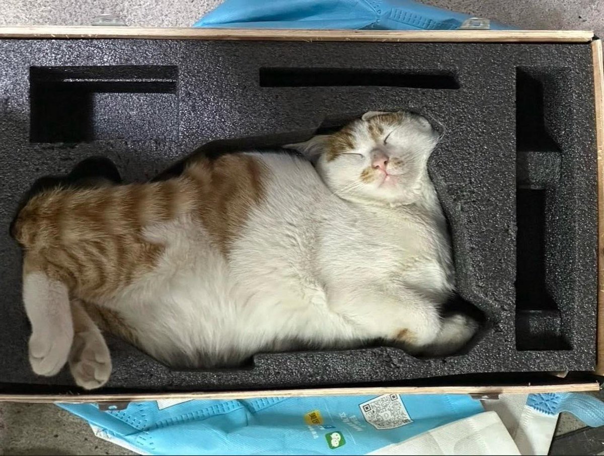 SFIGATTO tweet media