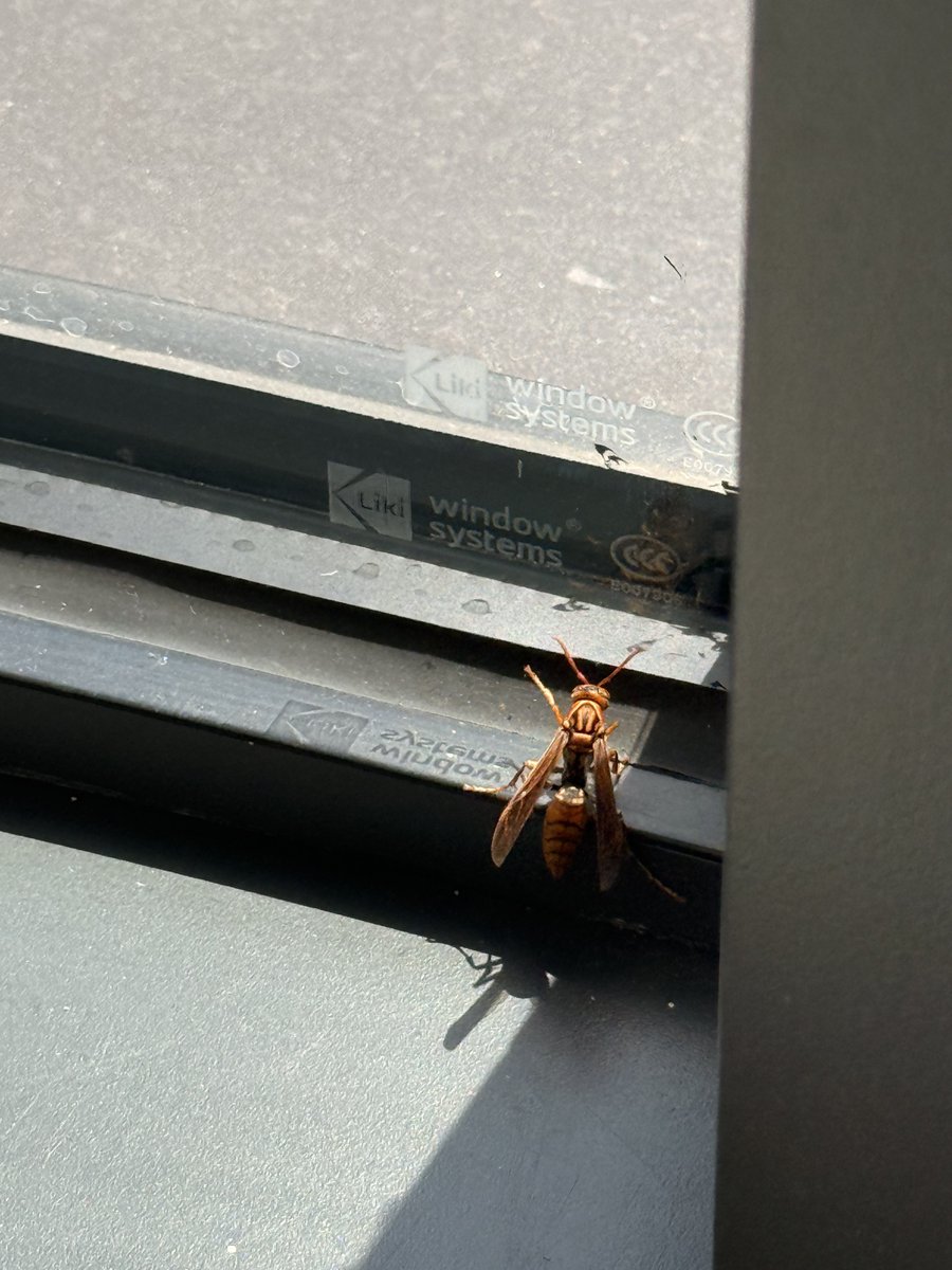 文子🔆 tweet media