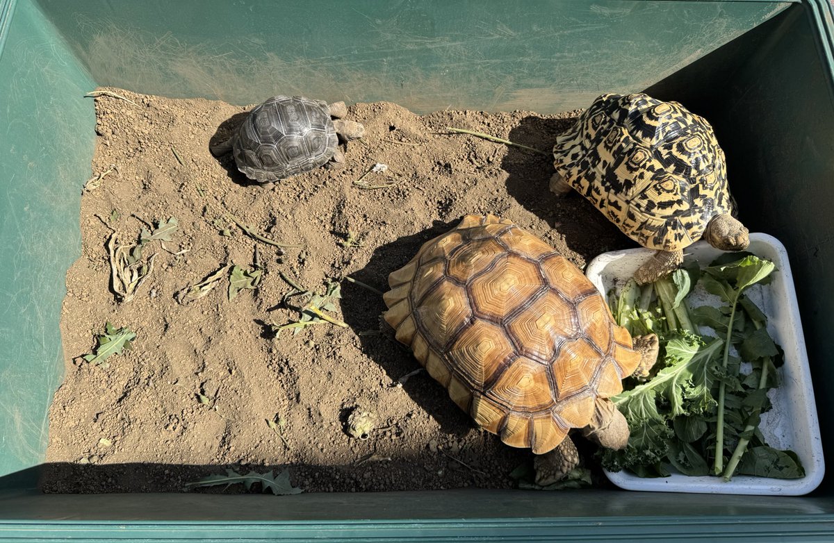 tortoiseplanet's tweet photo. https://t.co/vG8IBcddKL