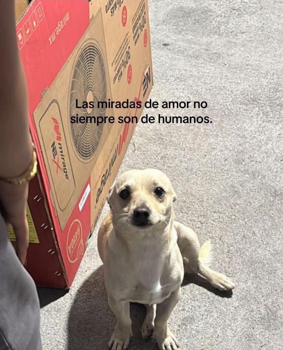 Dilo con perritos tweet media