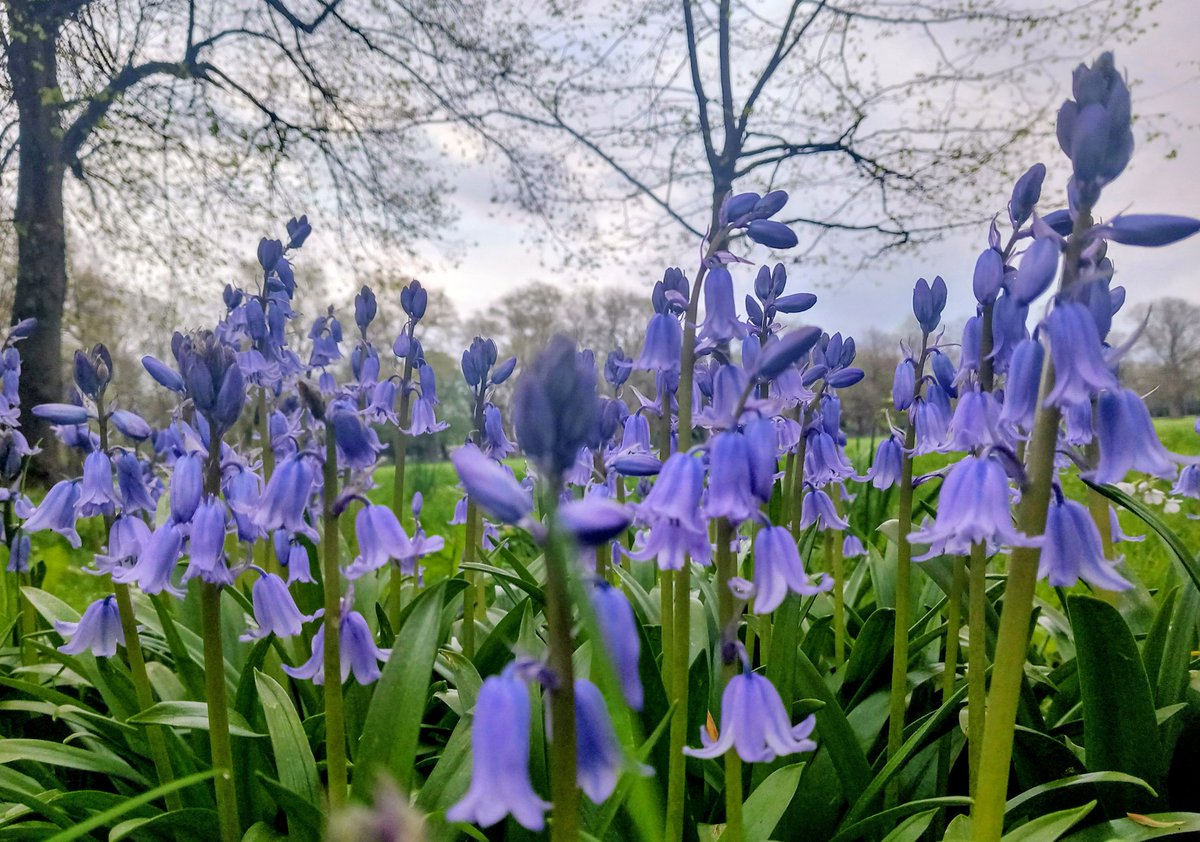 MonicaCrimmins's tweet image. Bluebells season 💜 Alexandra park.  Moss Side #Manchester