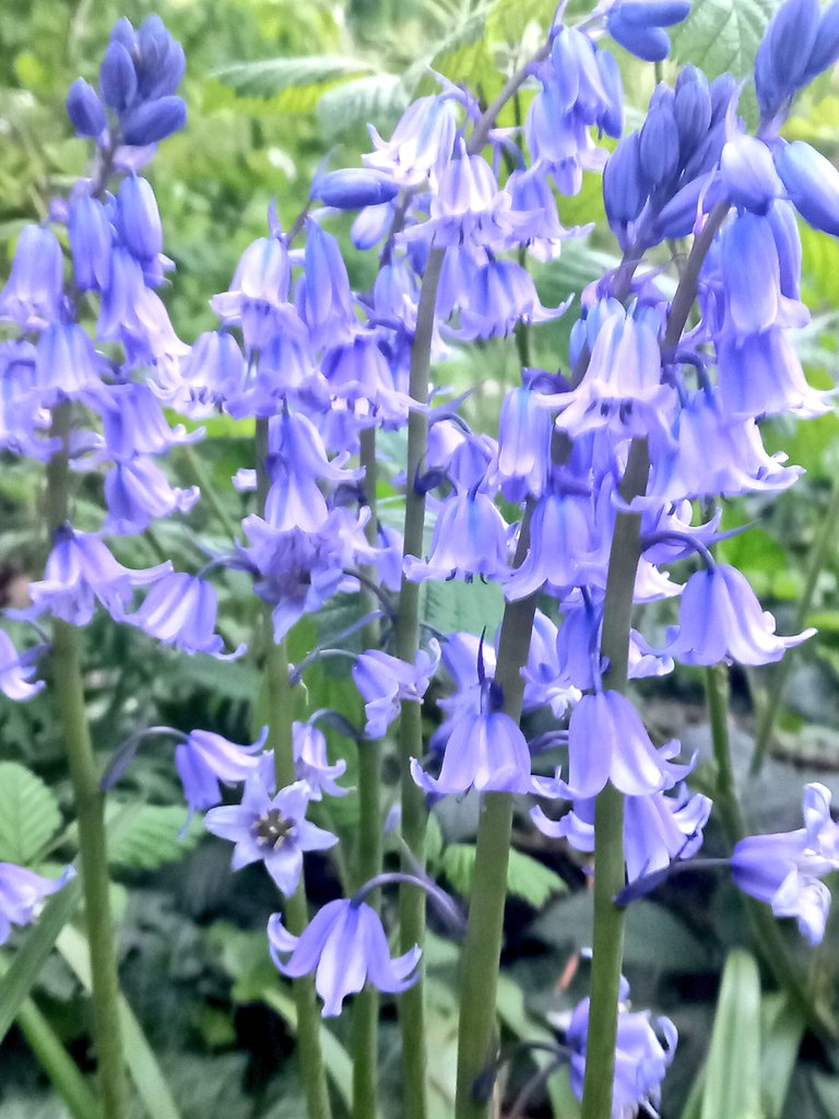 MonicaCrimmins's tweet image. Bluebells season 💜 Alexandra park.  Moss Side #Manchester