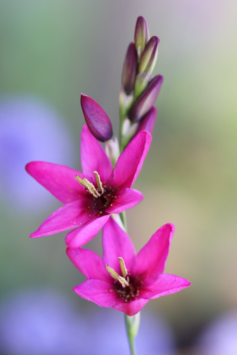 ちゅんた𓅱 tweet media