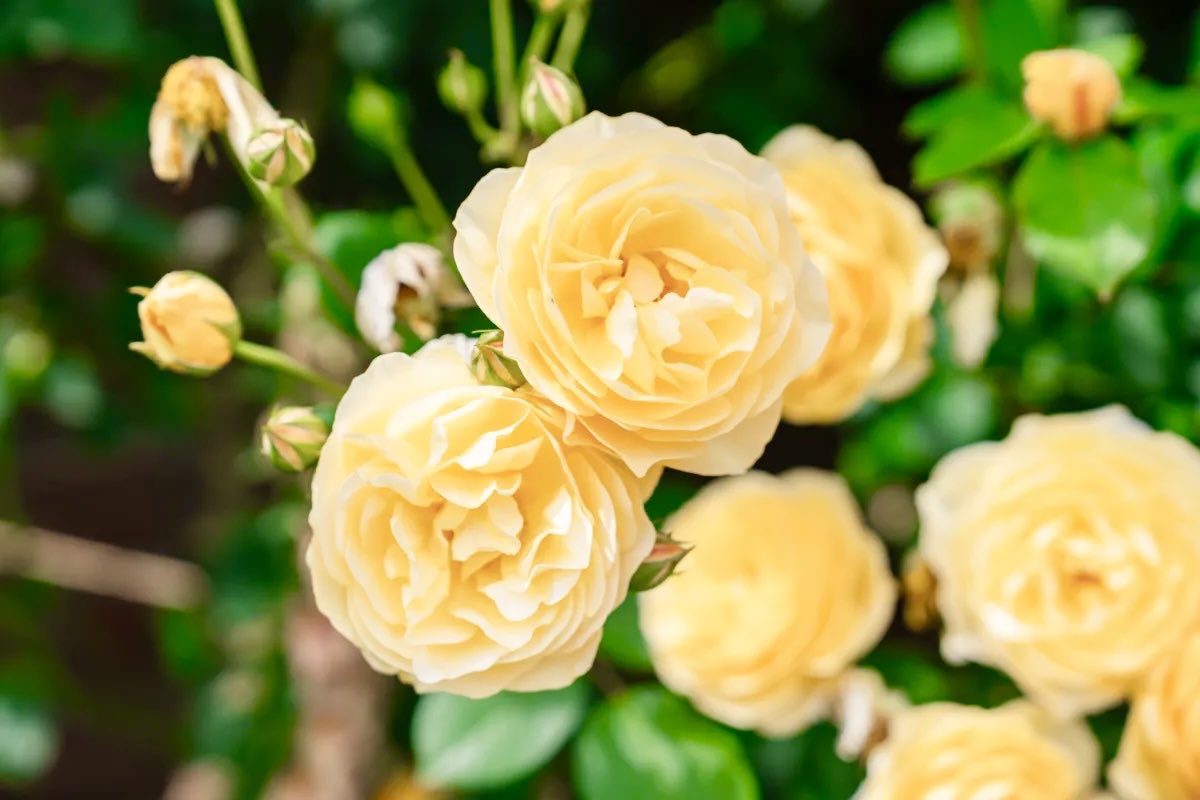 極上の旅図鑑 tweet media