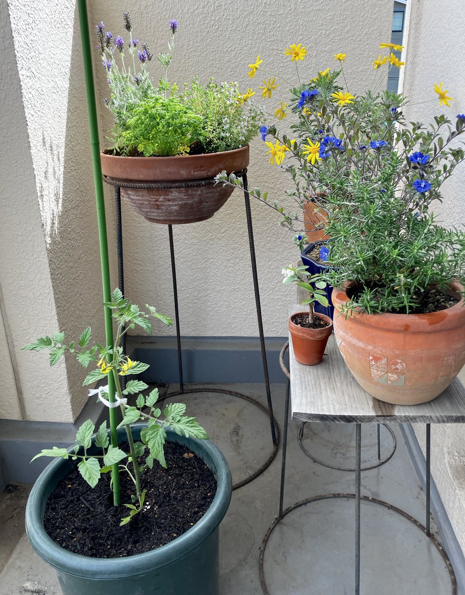 萱原里砂 tweet media