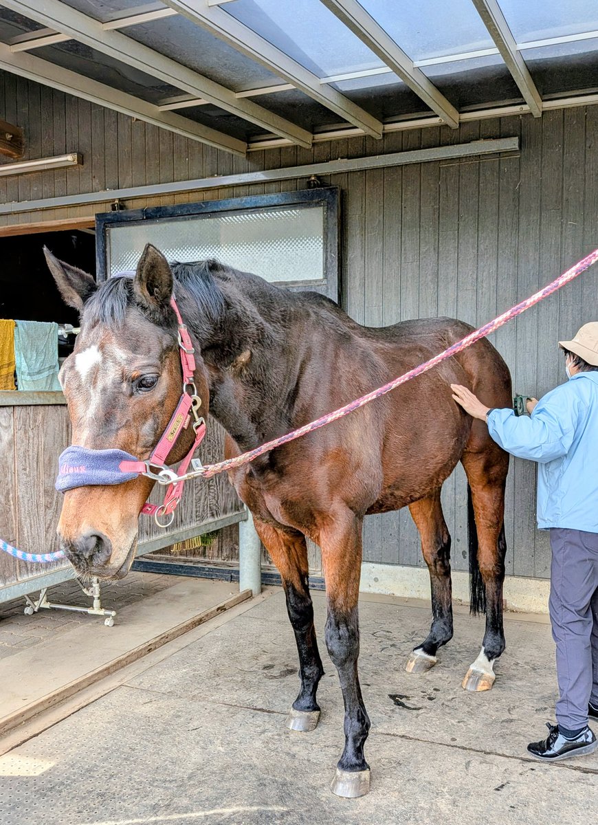 Naisting19hana's tweet photo. 八ヶ岳便り
今まで引退馬ネットのサポートホースであり、またイグレット乗馬クラブのお仕事もこなす二刀流サーチ·エネミーでしたが、今年から完全にお仕事をやめ、余生のみの第3の馬生に入りました。
今回は、そのフリーターになったサーチに会う事が旅行の優先目的でした。 https://t.co/ndcqnT8k6w