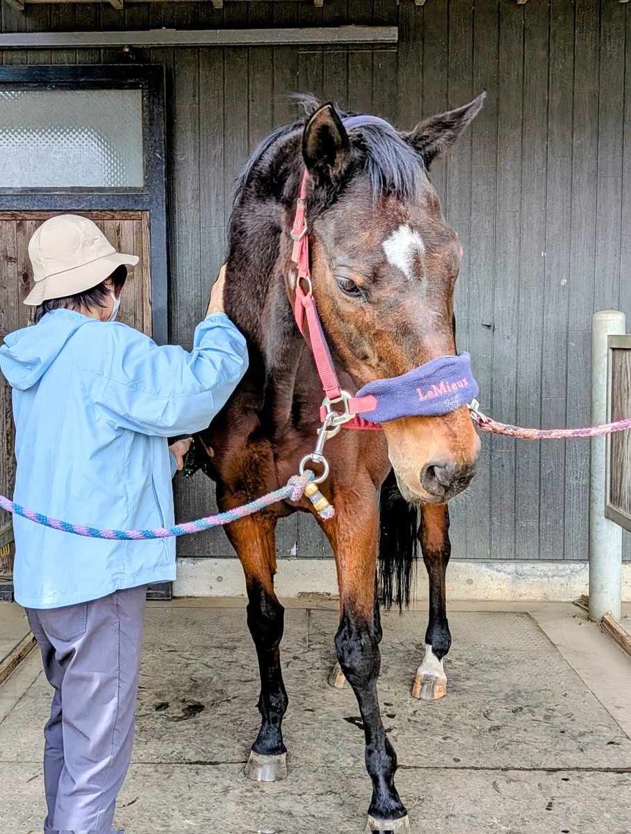 Naisting19hana's tweet photo. 八ヶ岳便り
今まで引退馬ネットのサポートホースであり、またイグレット乗馬クラブのお仕事もこなす二刀流サーチ·エネミーでしたが、今年から完全にお仕事をやめ、余生のみの第3の馬生に入りました。
今回は、そのフリーターになったサーチに会う事が旅行の優先目的でした。 https://t.co/ndcqnT8k6w