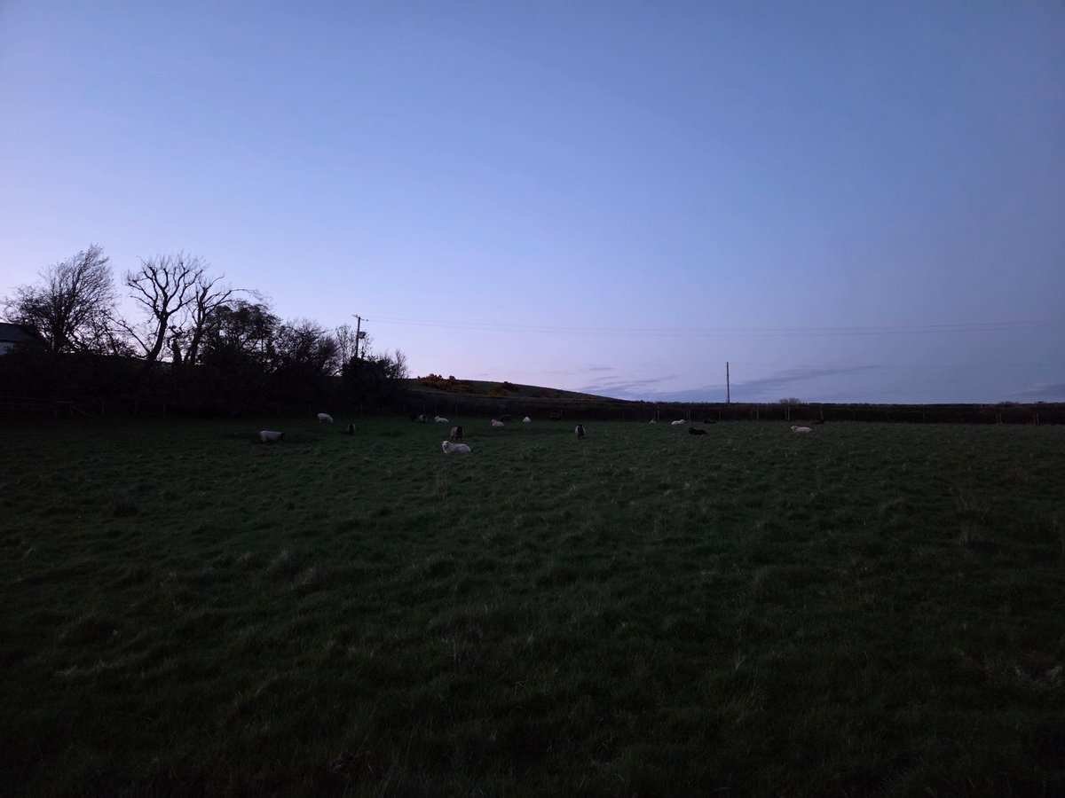 The Woolly Patchwork Sheep Sanctuary tweet media