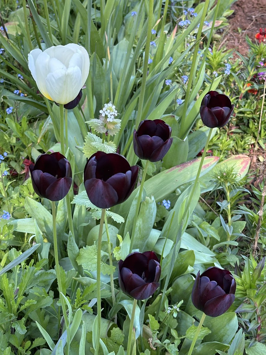 Rosemary Griggs tweet media