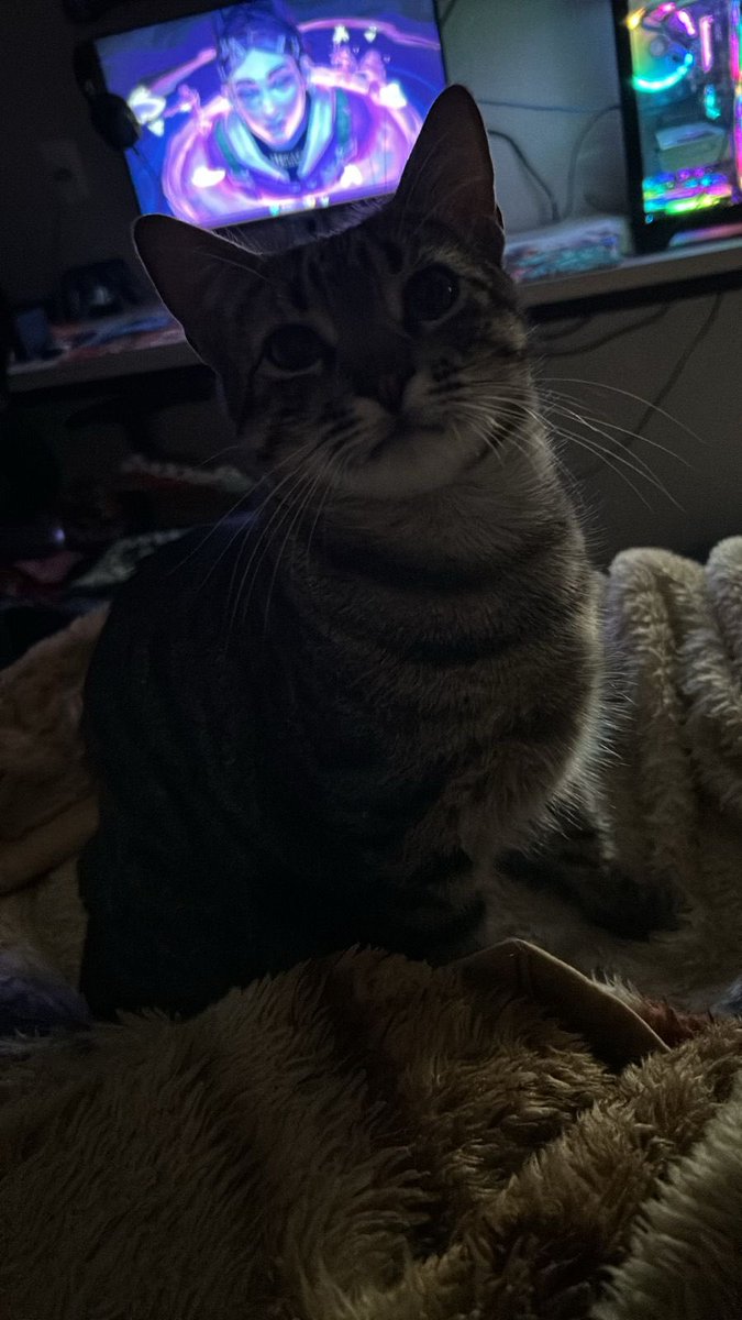 _lerigoou's tweet photo. Esse carinha foi o Amor da minha vida, vou sentir sua falta meu gordinho ❤️😔 https://t.co/hvjrJMePby