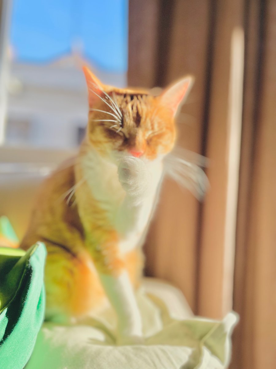 Familia Gatti - Gatitos Aventureros de Gattilandia tweet media