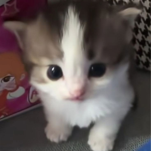 im stupid i know i havent finished some art yet but final semester really sucks right now i've spent all of my money on final year project and that's only for the mockups of the projects 

i hav no money left to buy food im thinking about opening some commissions