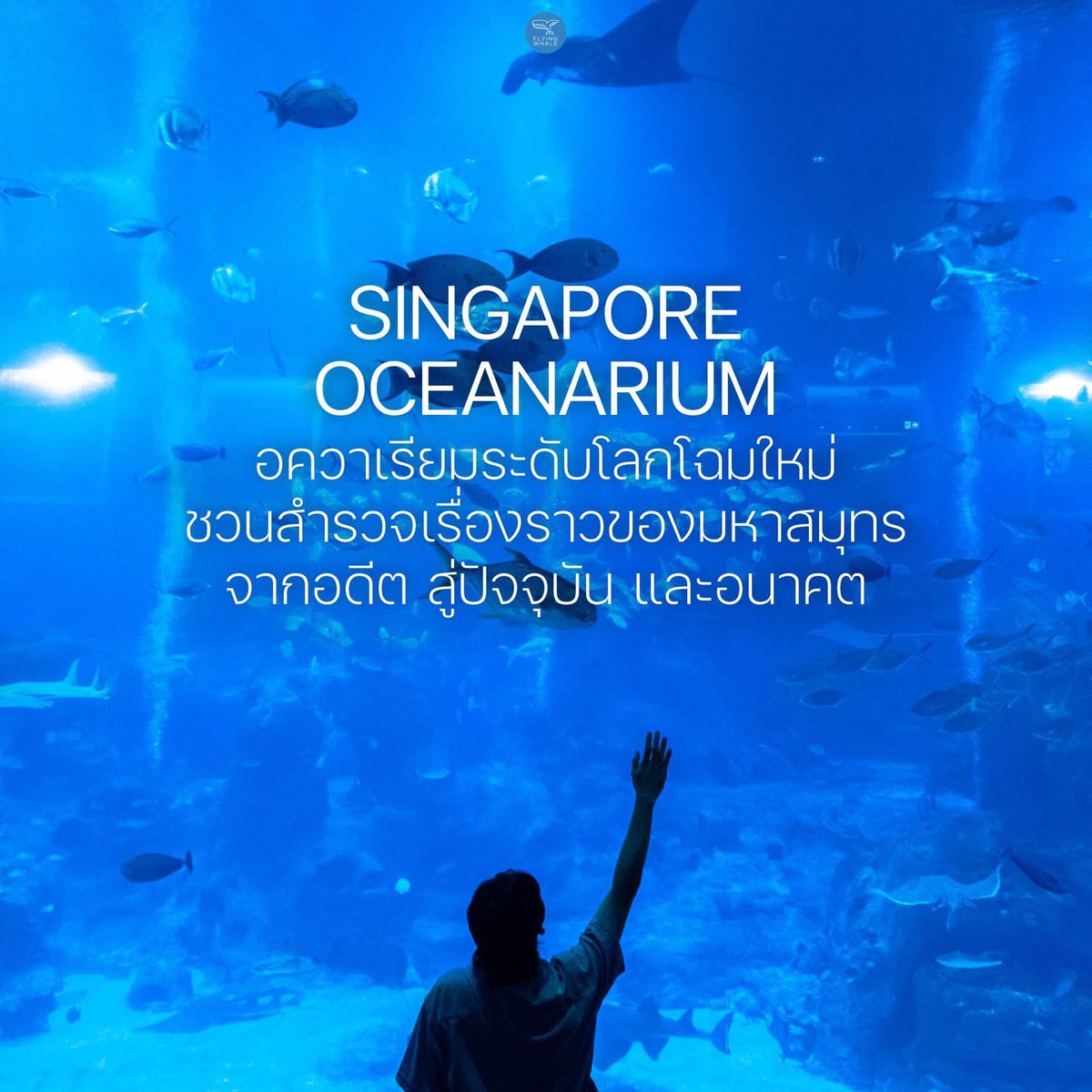 วาฬมีปีก | Flyingwhale tweet media